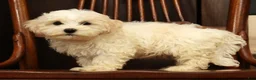 Havanese dogs for sale: Gavin - Ad 8