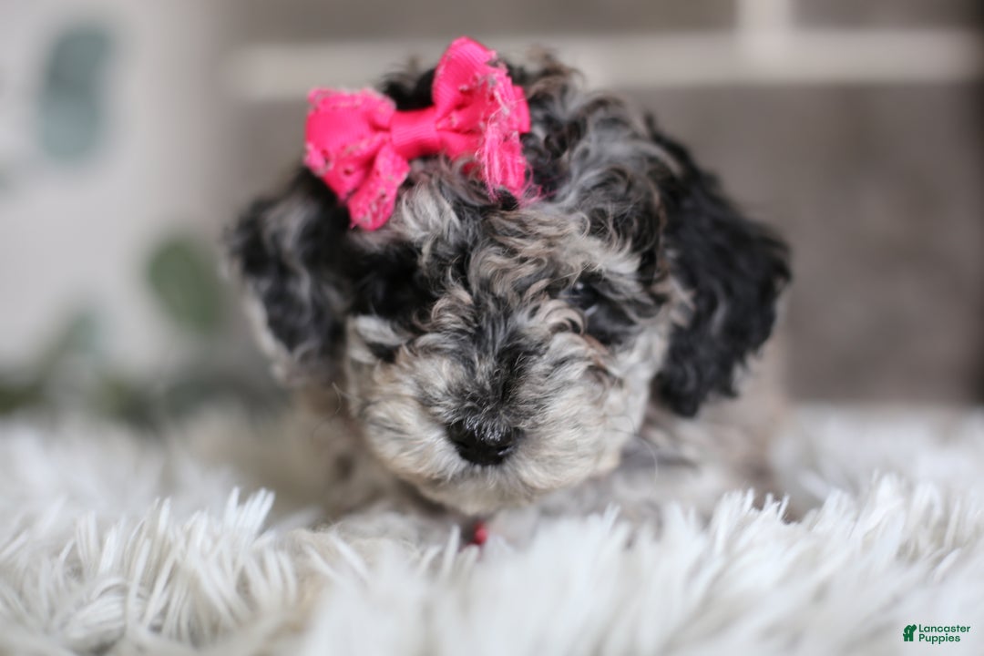Miniature Poodle dogs for sale: Joy - Ad 4