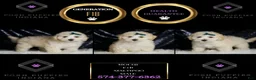 Maltipoo dogs for sale: Mochi - Ad 6