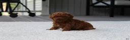 Toy Poodle dogs for sale: Anson - Ad 10