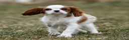 Cavalier King Charles Spaniel dogs for sale: Zelda - Ad 2