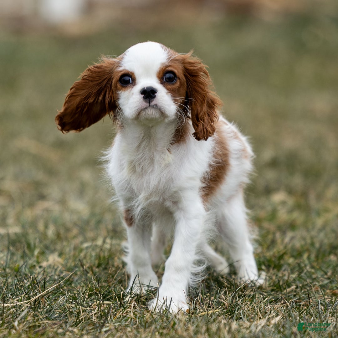 Cavalier King Charles Spaniel dogs for sale: Zelda - Ad 2