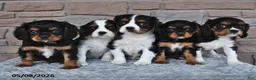 Cavalier King Charles Spaniel dogs for sale: Twilight - Ad 3