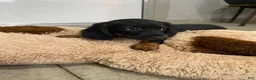 Miniature Dachshund dogs for sale: Bo - Ad 5