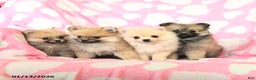 Pomeranian dogs for sale: Rover - Ad 3
