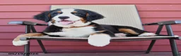Bernese Mountain Dog dogs for sale: Jet - Ad 3