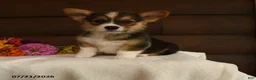 Welsh Corgi Pembroke dogs for sale: Starlight - Ad 1