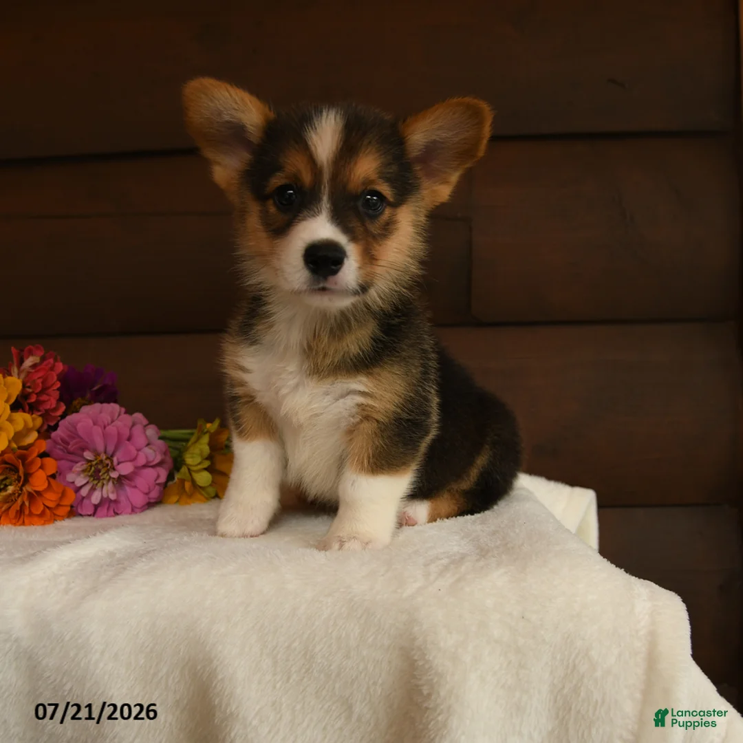 Welsh Corgi Pembroke dogs for sale: Starlight - Ad 1