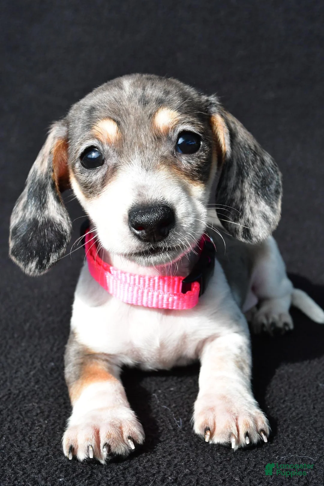 Miniature Dachshund dogs for sale: Daisy - Ad 1