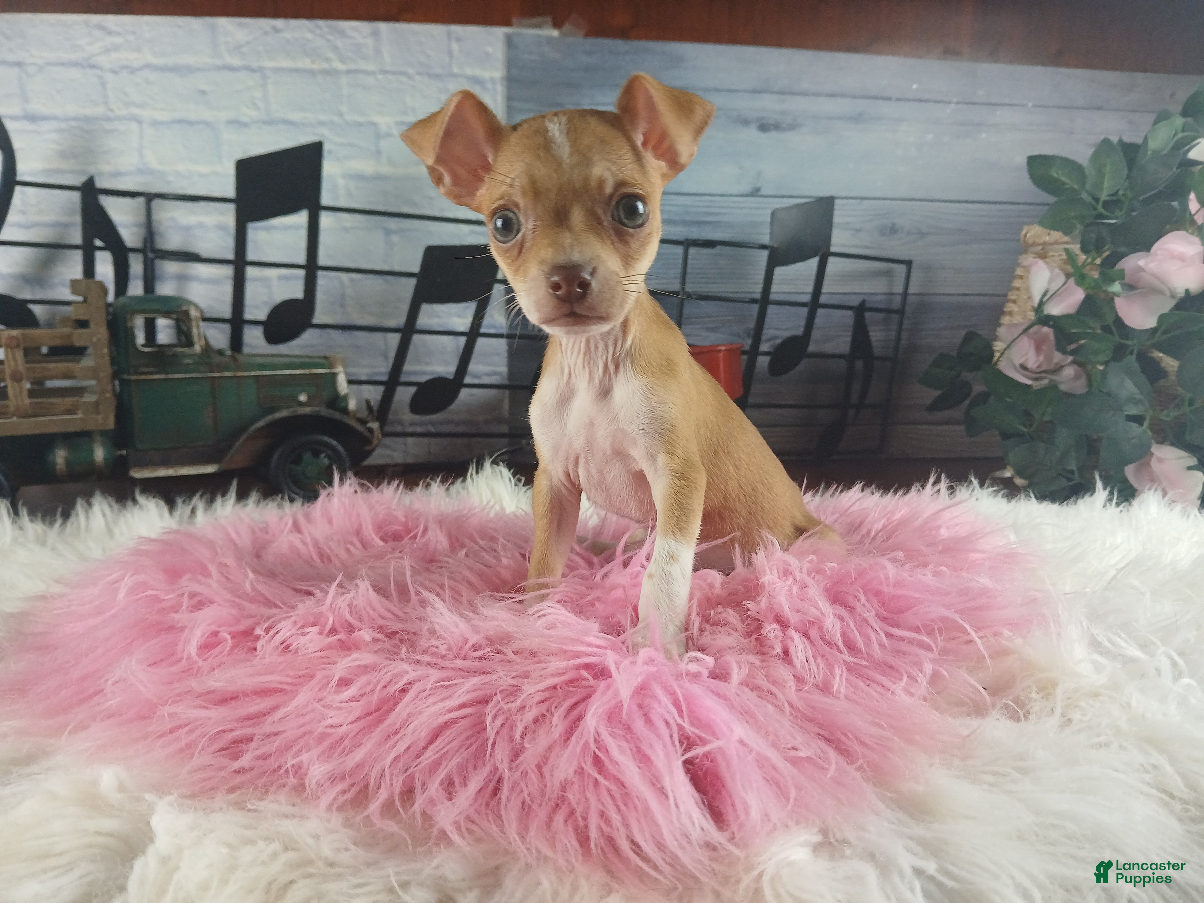 Chihuahua dogs Teacup female Chihuahua.  Hand Delivery  - Ad 1
