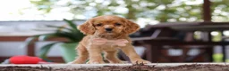 Cocker Spaniel dogs for sale: Billie - Ad 1