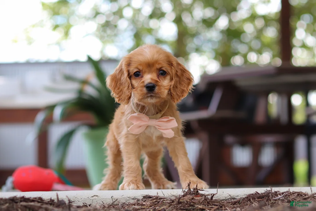Cocker Spaniel dogs for sale: Billie - Ad 1