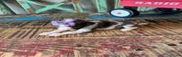 Miniature Poodle dogs for sale: Akc Clear 🧬 tested Blue Merle Phantom Parti Girl - Ad 7