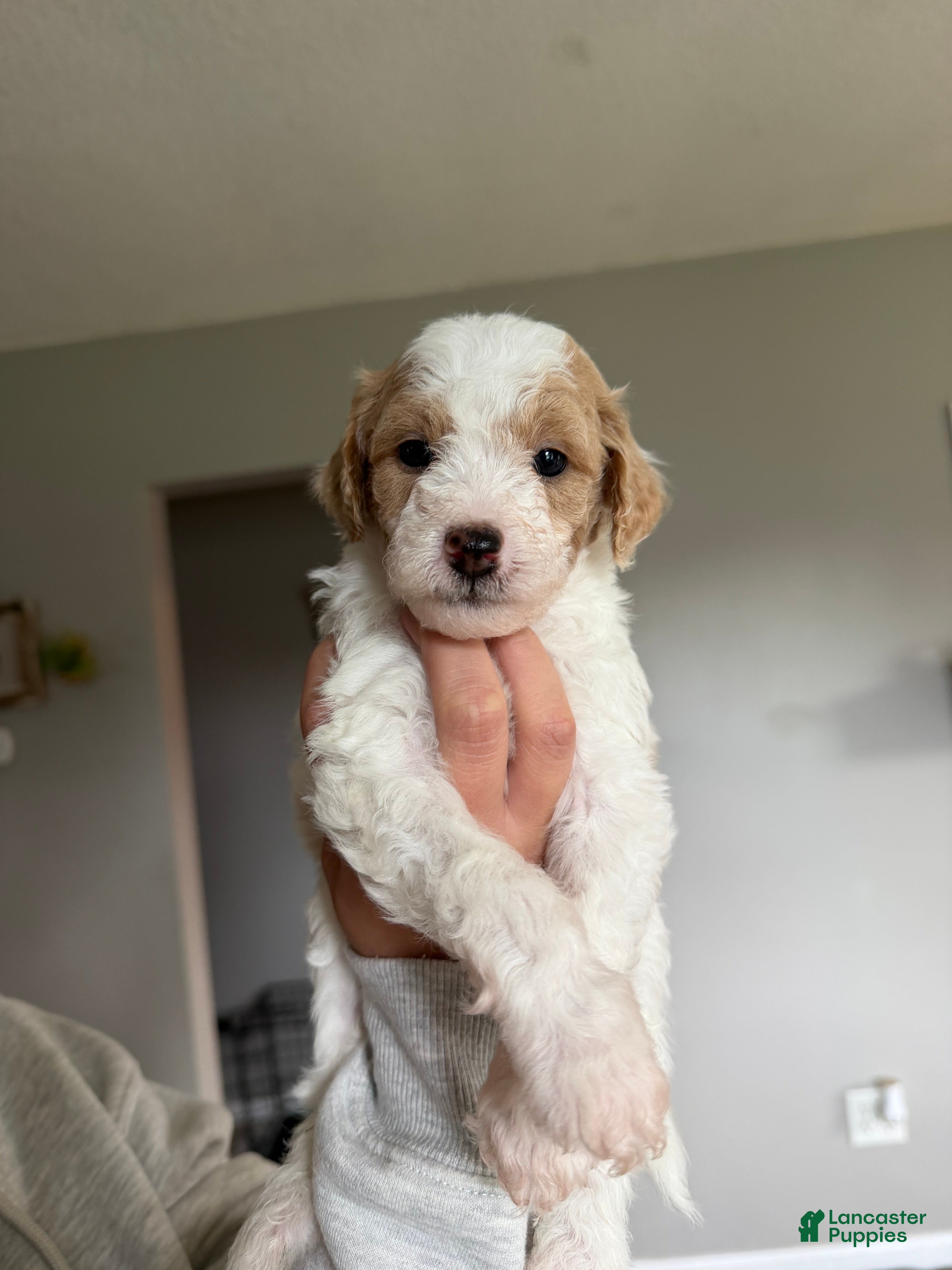 Mini Goldendoodle dogs Buddy - Ad 9