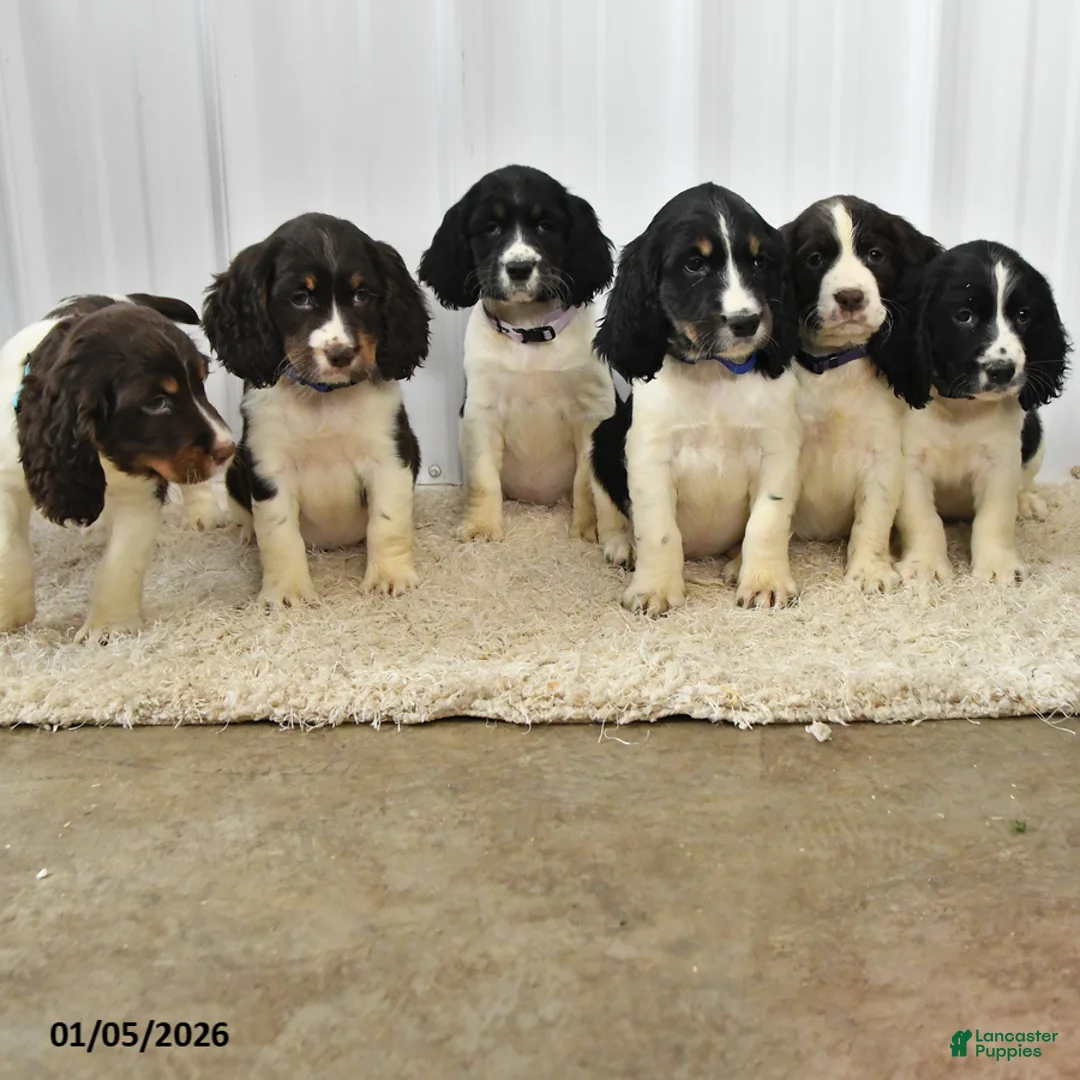 English Springer Spaniel dogs for sale: Flasher - Ad 5