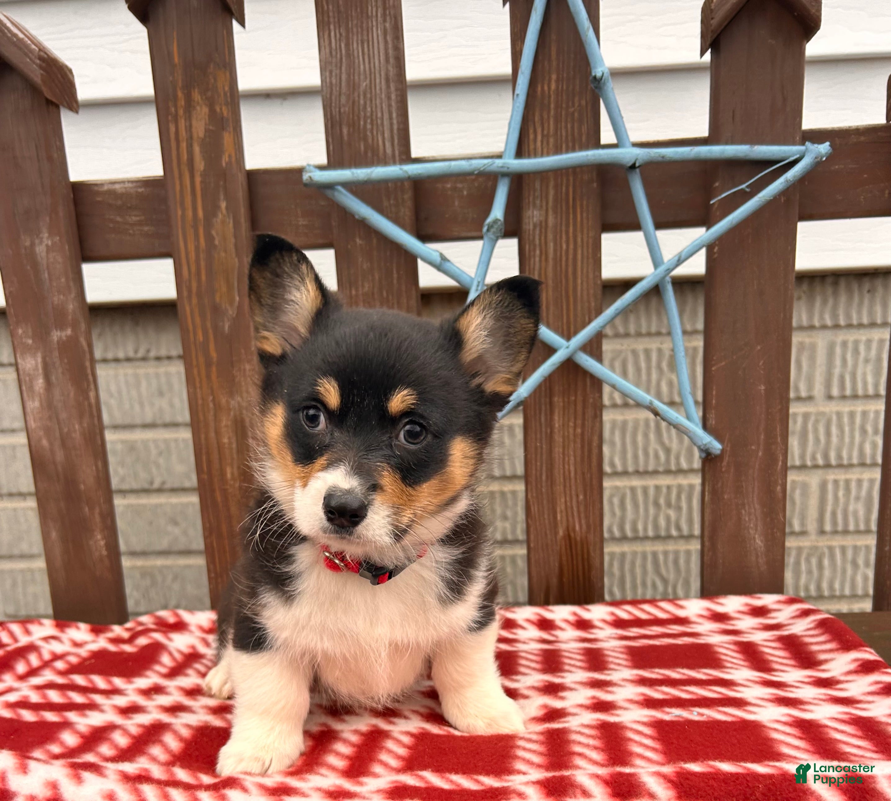 Welsh Corgi Pembroke dogs Coconut - Ad 17