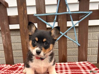 Welsh Corgi Pembroke dogs Coconut - Ad 17