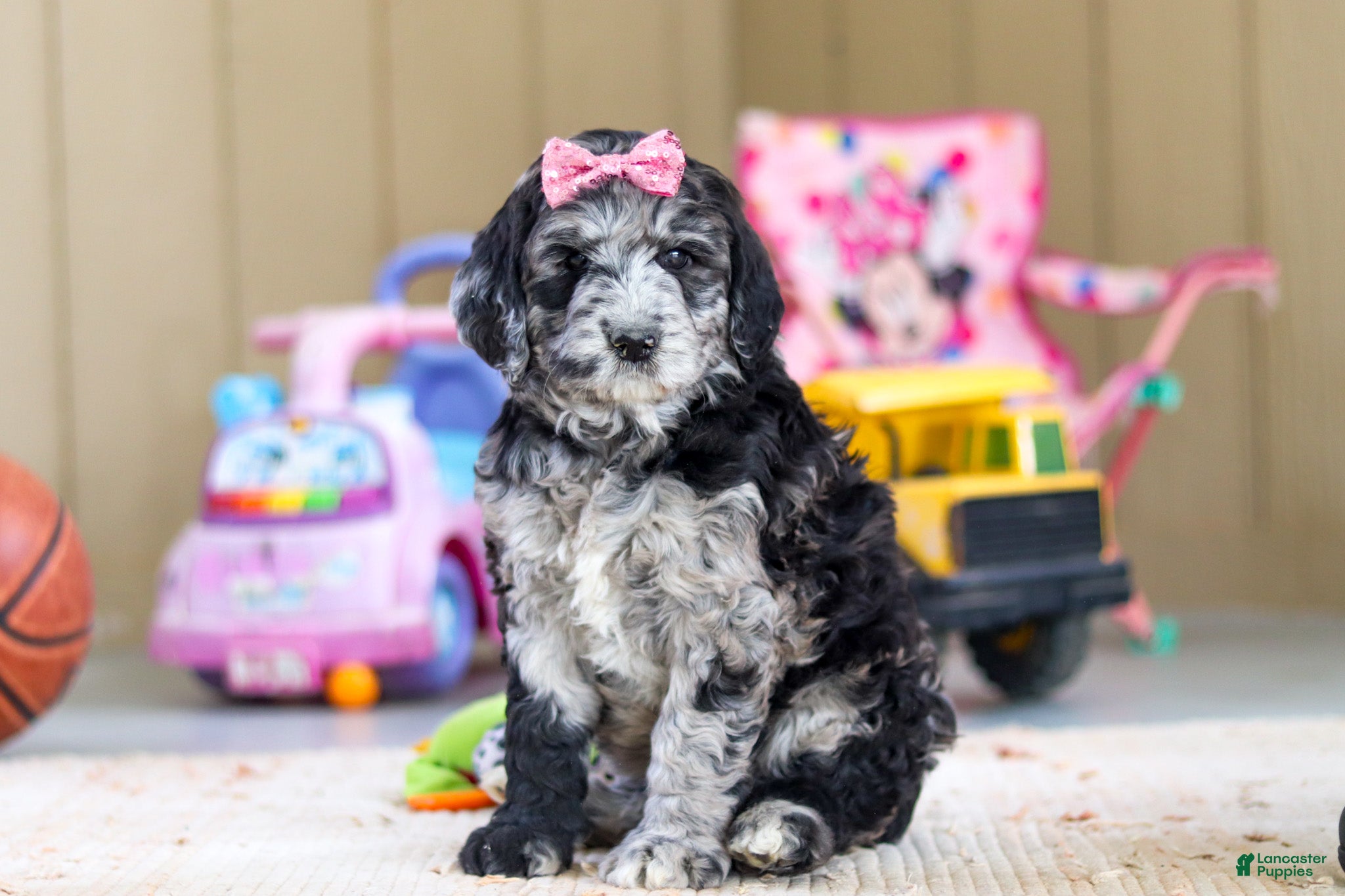 Newfypoo dogs Sasha - Ad 1