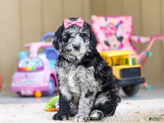 Newfypoo dogs Sasha - Ad 4