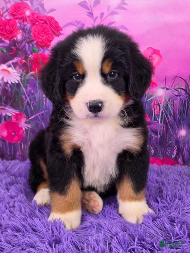 Bernese Mountain Dog dogs Denali - Ad 1