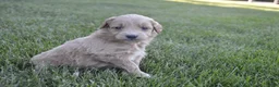 Mini Goldendoodle dogs for sale: Midge - Ad 2
