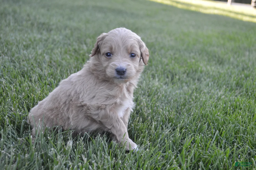 Mini Goldendoodle dogs for sale: Midge - Ad 2