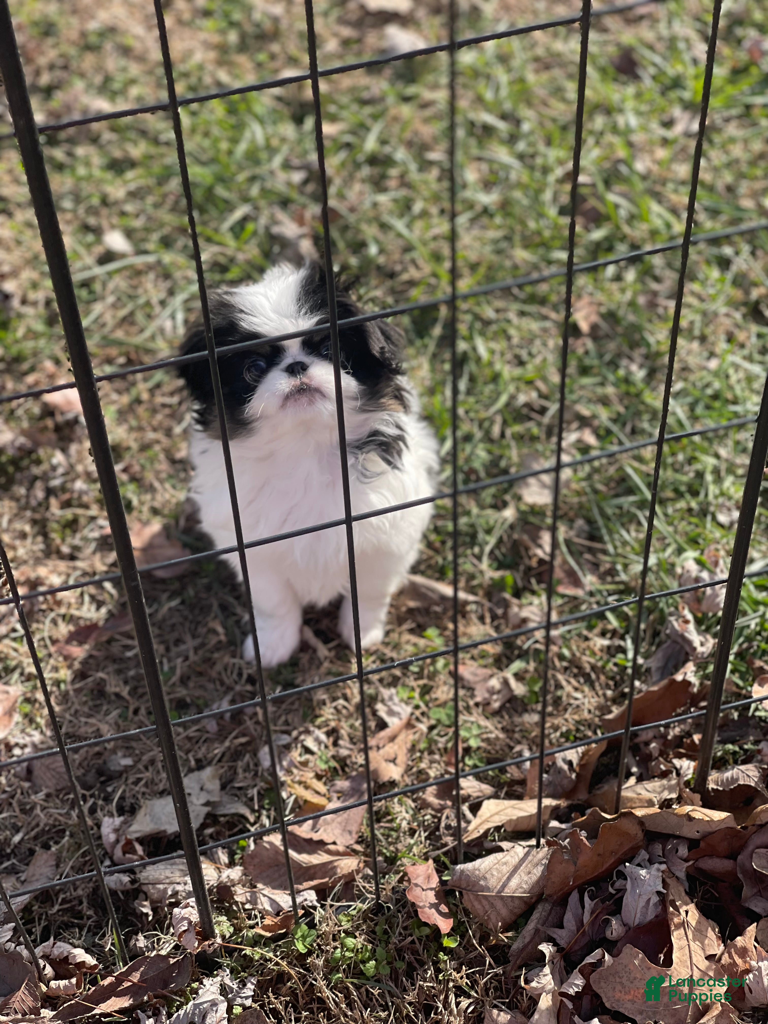 Japanese Chin dogs Japanese Chin Puppy 2 - Ad 2