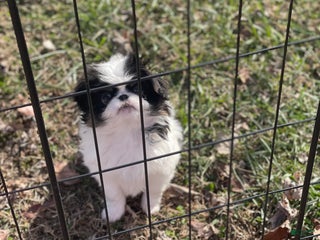 Japanese Chin dogs Japanese Chin Puppy 2 - Ad 2