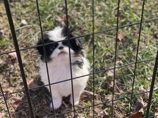 Japanese Chin dogs Japanese Chin Puppy 2 - Ad 2