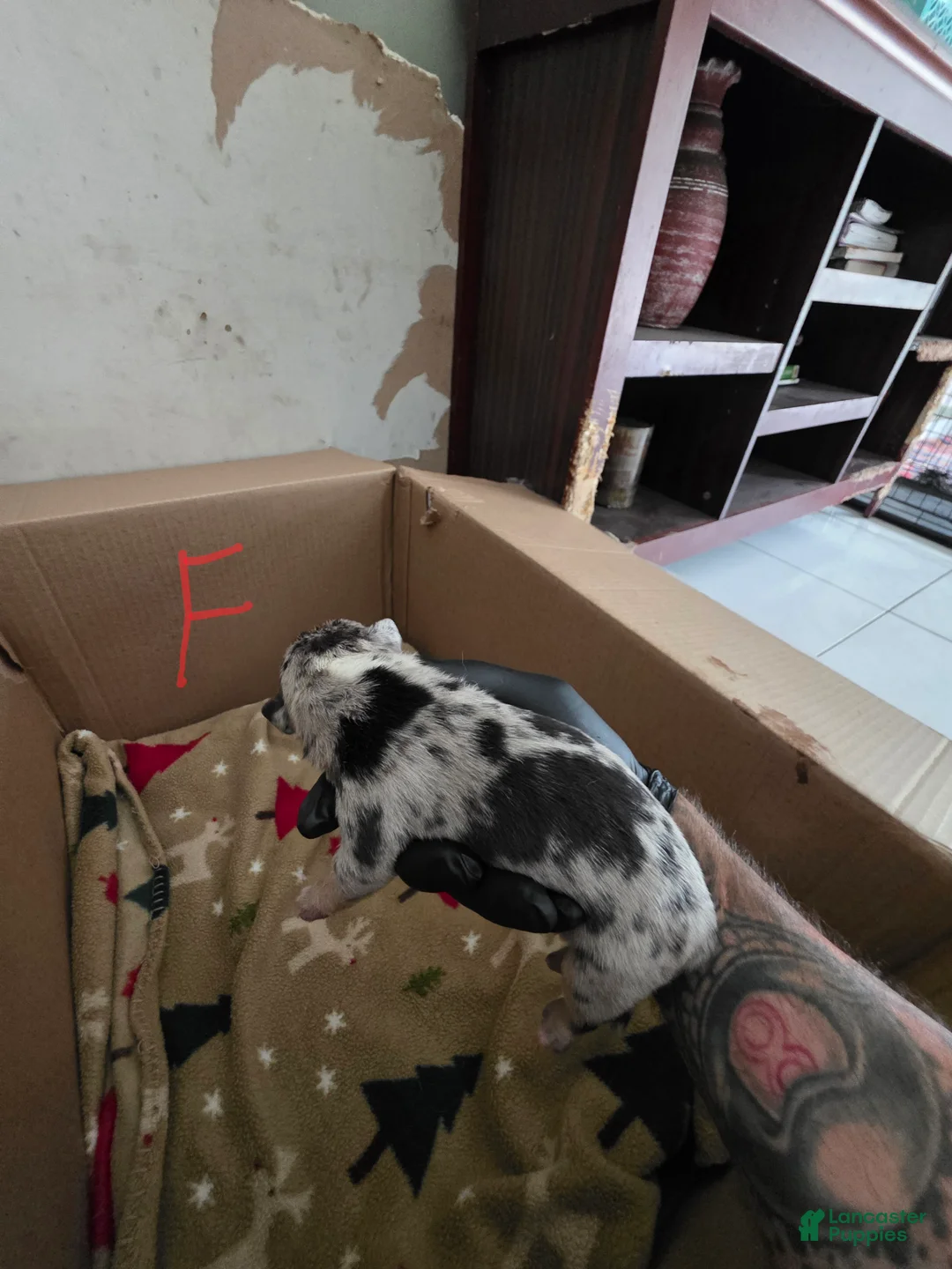 American Bully dogs for sale: American Bully 9 - Ad 2