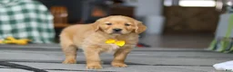 Golden Retriever dogs for sale: Ramco - Ad 4