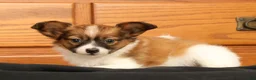 Papillon dogs for sale: Max - Ad 6