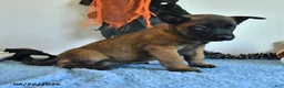Belgian Malinois dogs for sale: Tonks - Ad 9