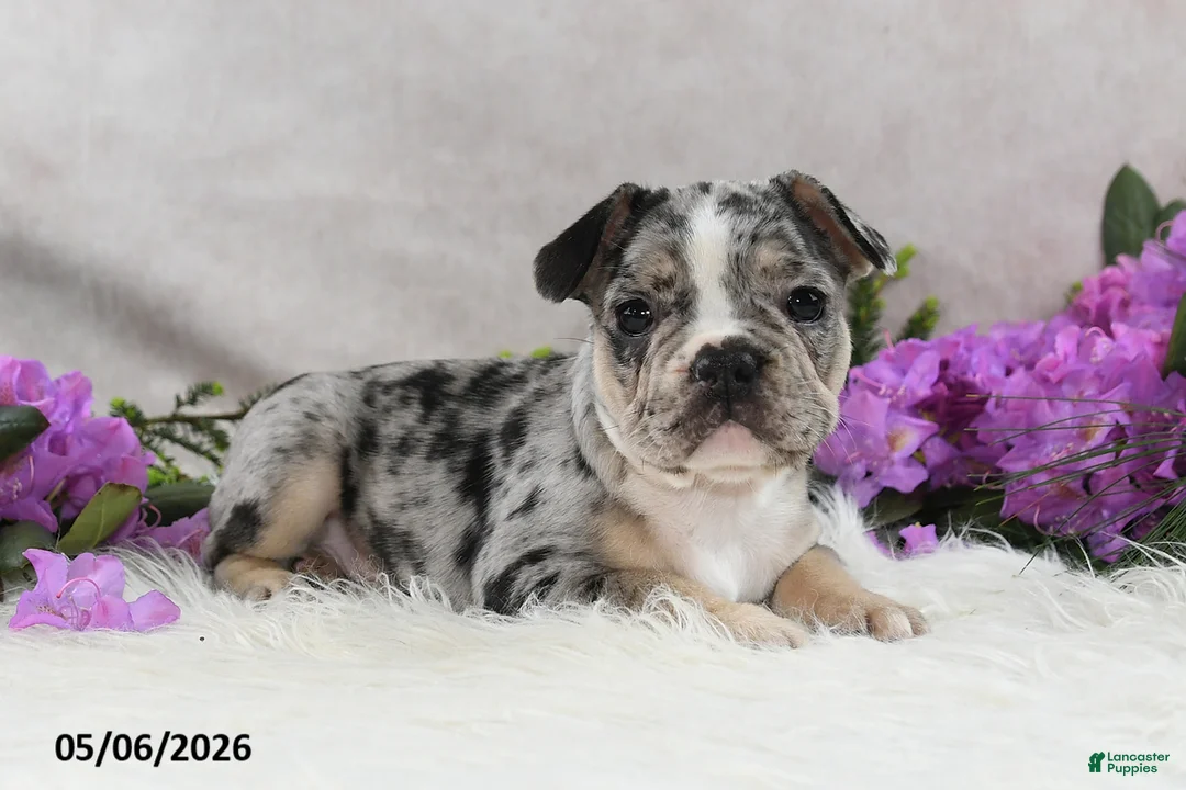French Bulldog dogs for sale: Huck - Ad 2
