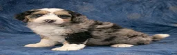 Mini Bernedoodle dogs for sale: Oscar - Ad 8
