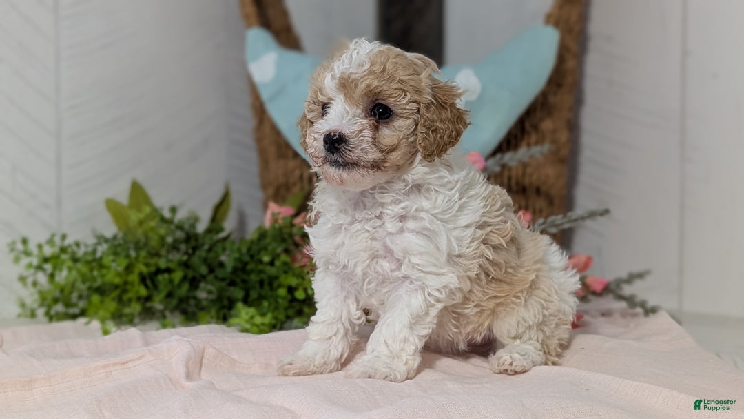 Miniature Poodle dogs for sale: Zoey - Ad 2