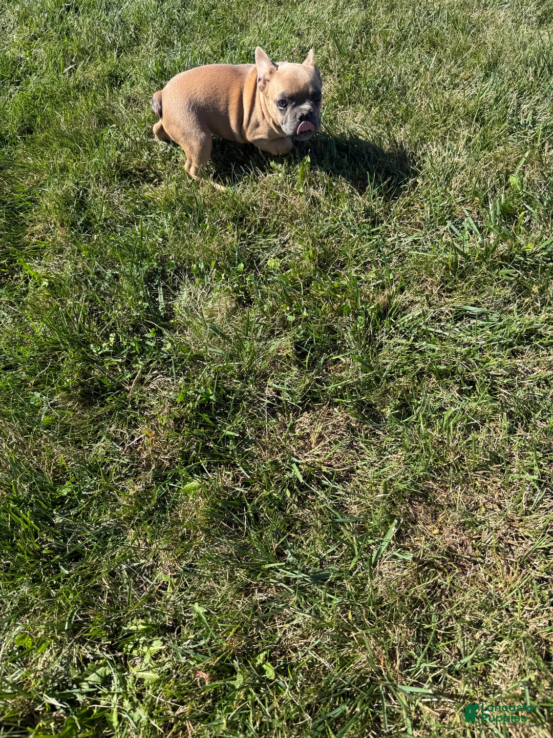 French Bulldog dogs for sale: Susan - Ad 11