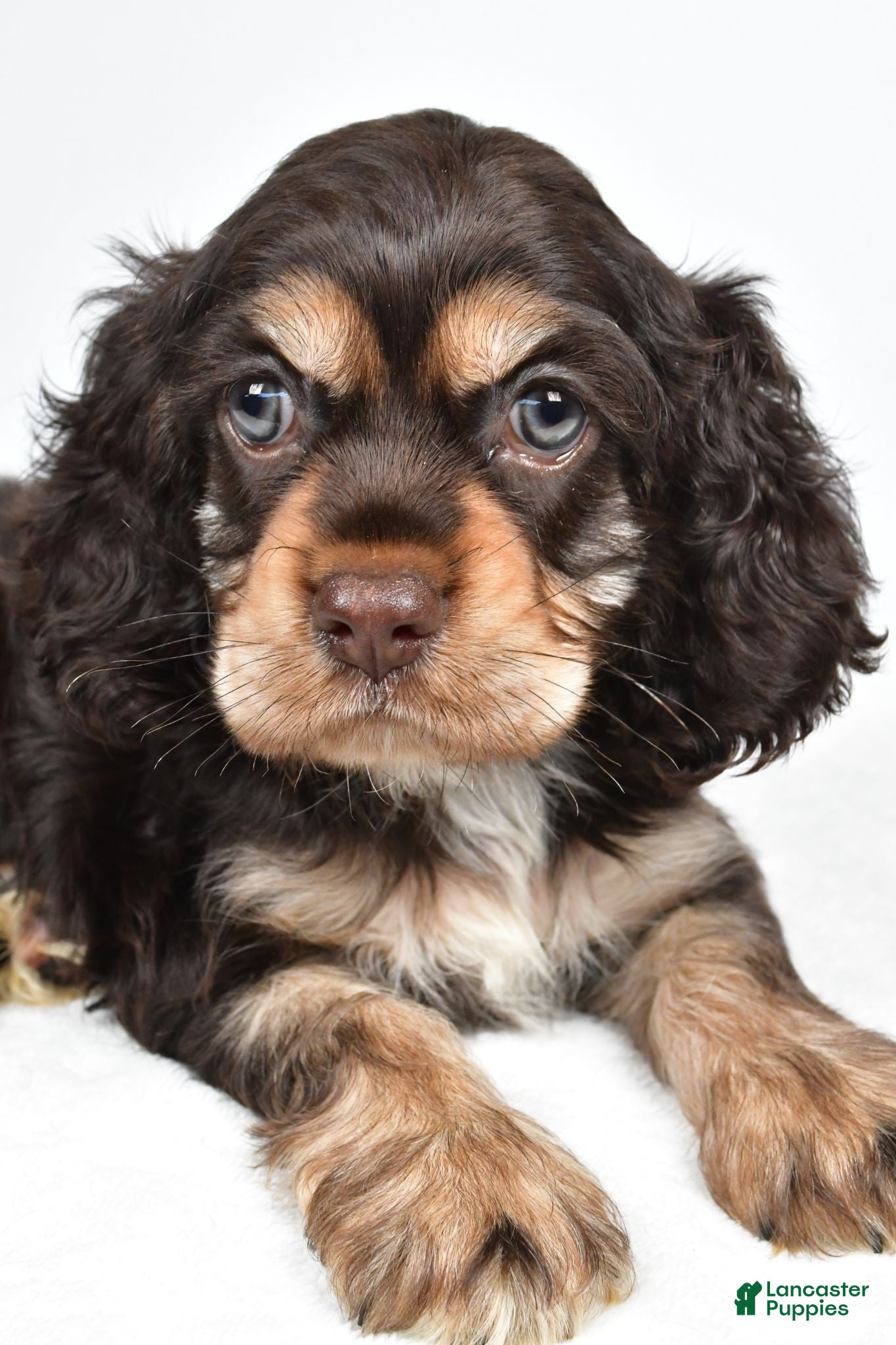 Cocker Spaniel dogs Champ - Ad 2