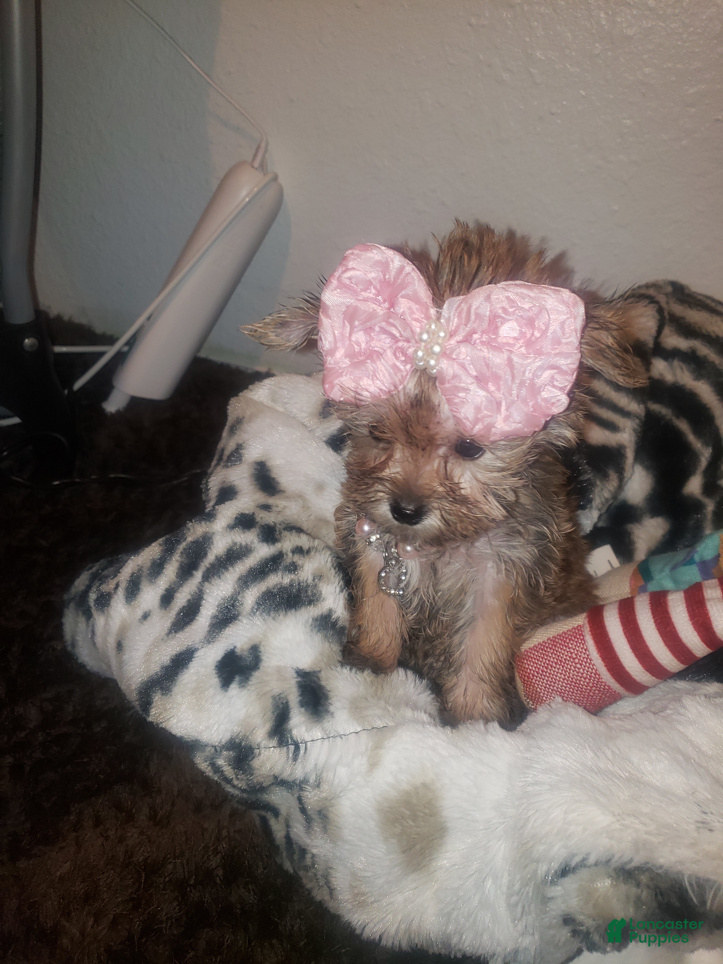 Yorkshire Terrier dogs Yorkshire Terrier 2 - Ad 1