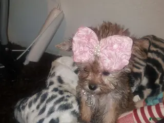Yorkshire Terrier dogs for sale: Yorkshire Terrier 2 - Ad 2