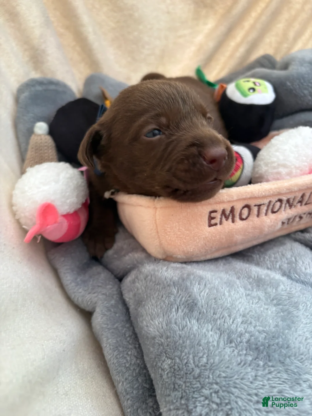 Labrador Retriever dogs for sale: Miles - Ad 1