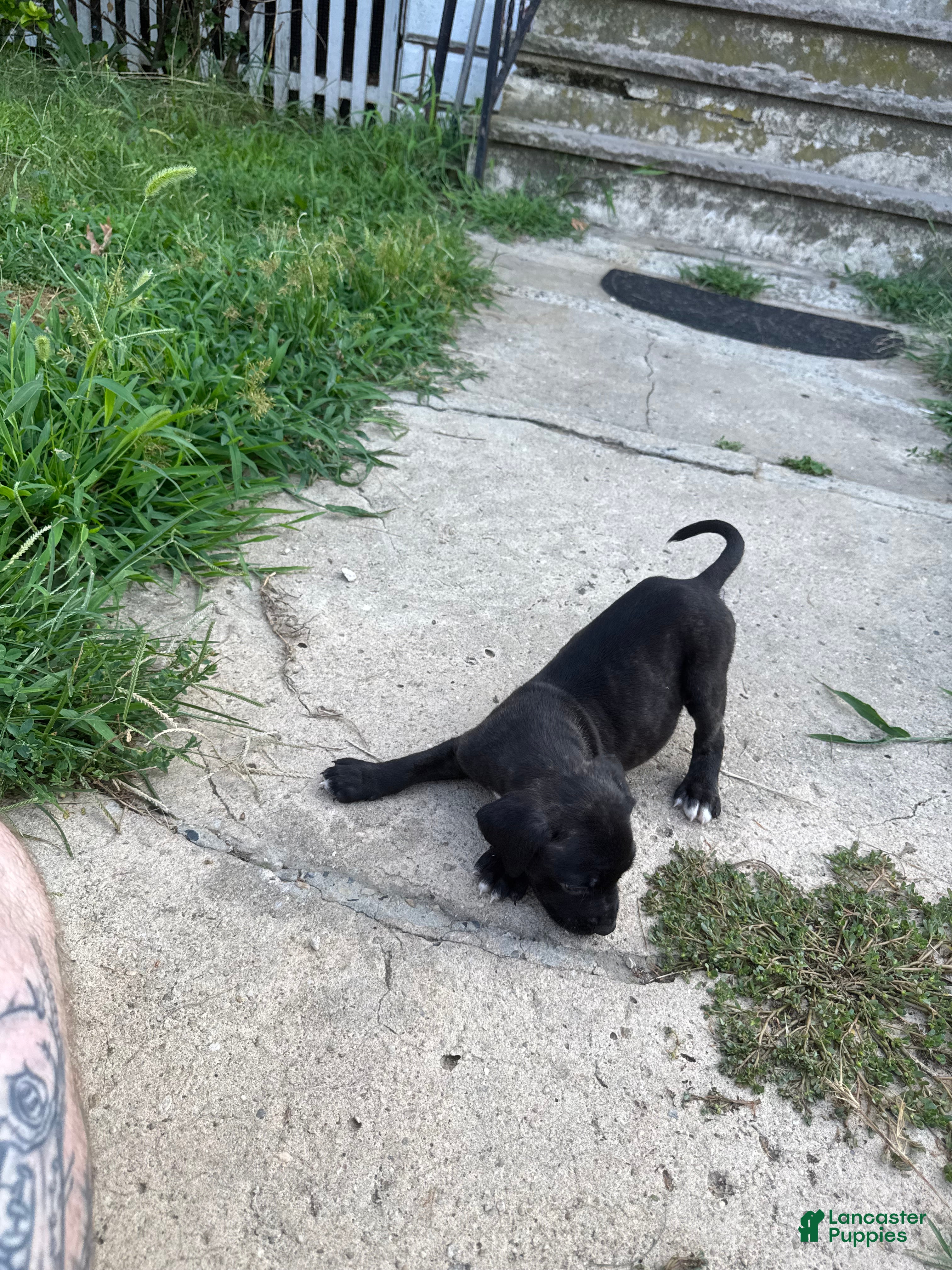 American Bully dogs Loki - Ad 3