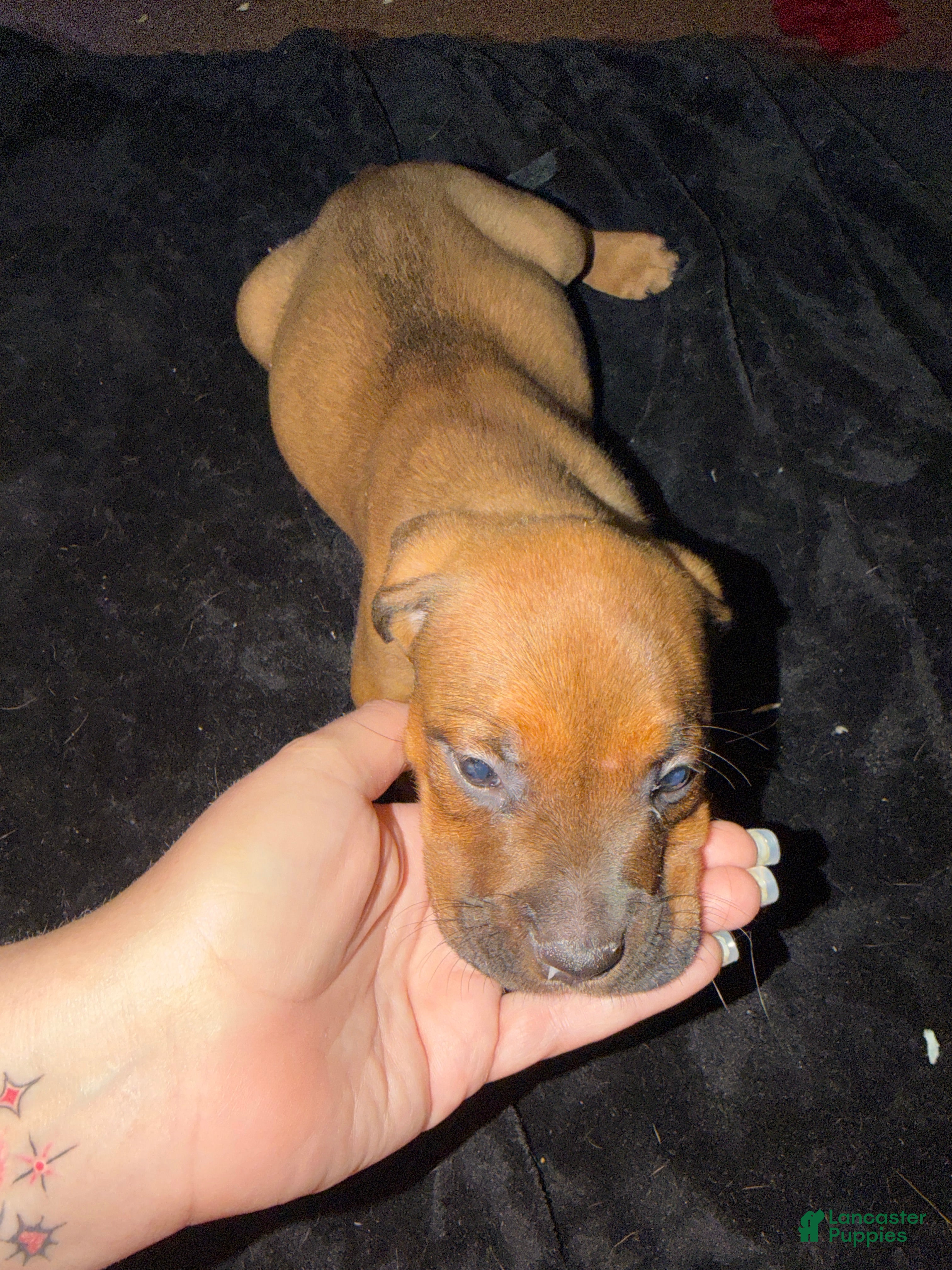 Mixed Breed dogs Mixed Breed 4 - Ad 14