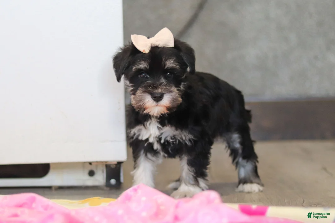 Miniature Schnauzer dogs for sale: Ellie - Ad 7