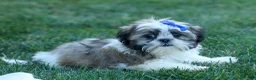 Shih Tzu dogs for sale: MILO - Ad 10