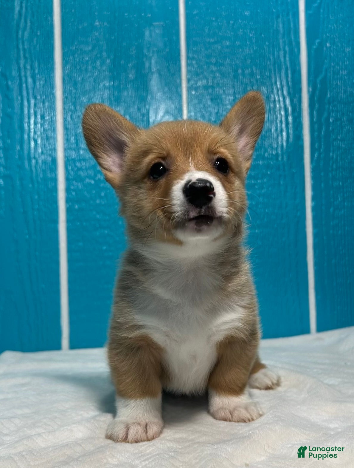 Welsh Corgi Pembroke dogs Belle Welsh Corgi Pembroke 3 - Ad 1