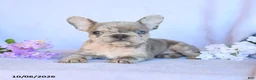 Frenchton dogs for sale: Rusty - Ad 4