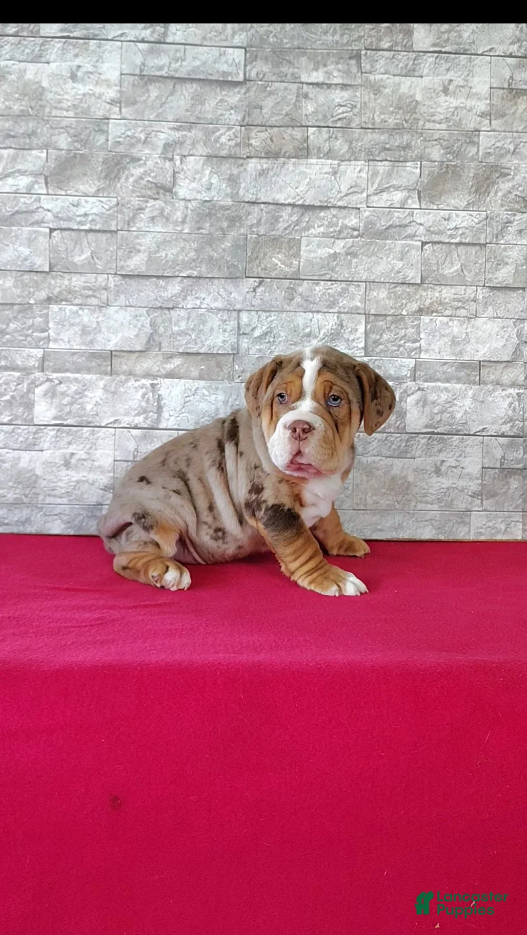 Beabull dogs for sale: Buster - Ad 2