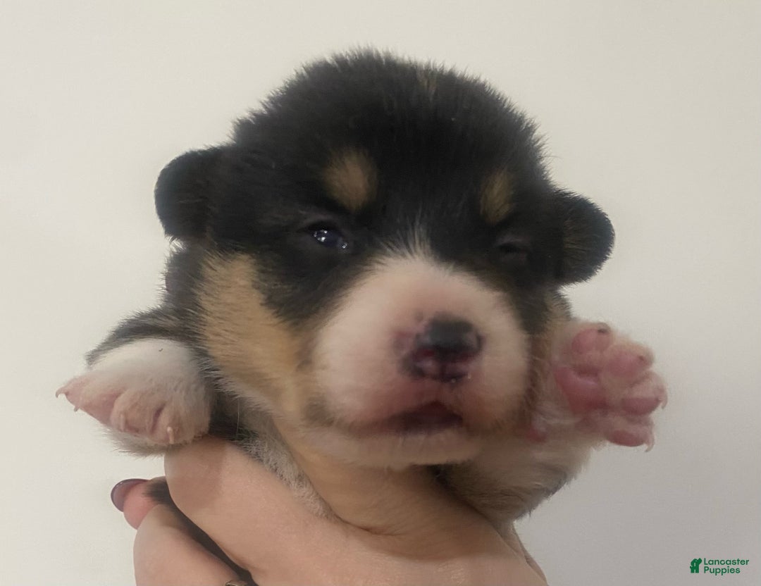 Welsh Corgi Pembroke dogs for sale: Rex - Ad 1