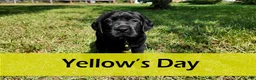 Labrador Retriever dogs for sale: Yellow - AKC English Lab - Ad 1